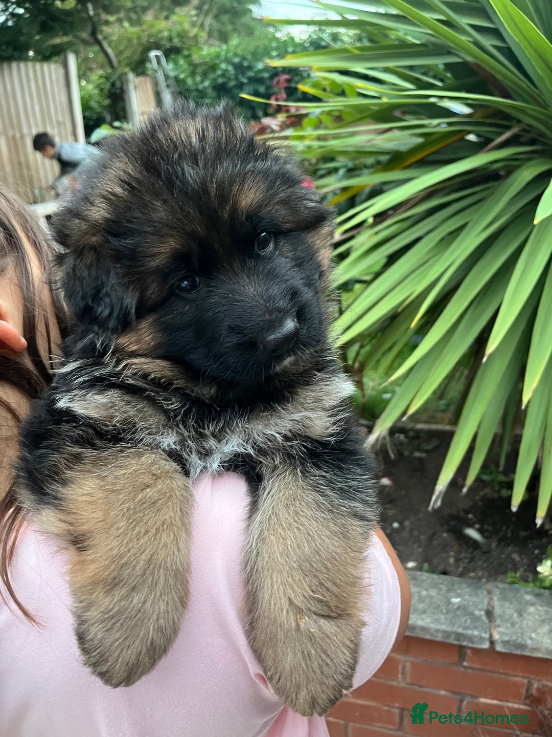 German Shepherd dogs for sale: Top Quality GSD puppies available  - Image 16