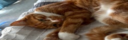 Mixed Breed cats for sale: Beautiful cat sunny  - Advert 5