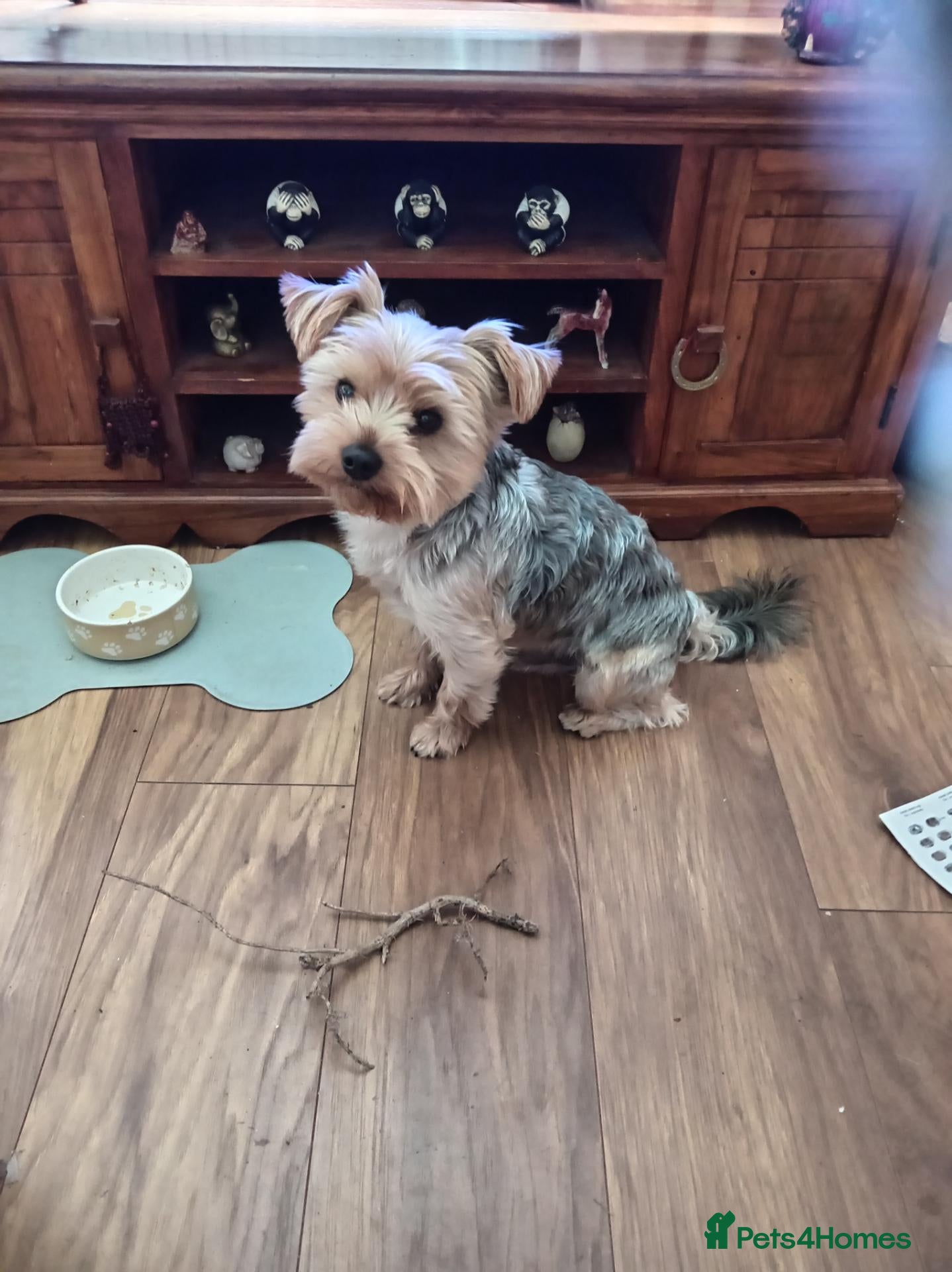 Yorkshire Terrier dogs Sparky - Advert 1