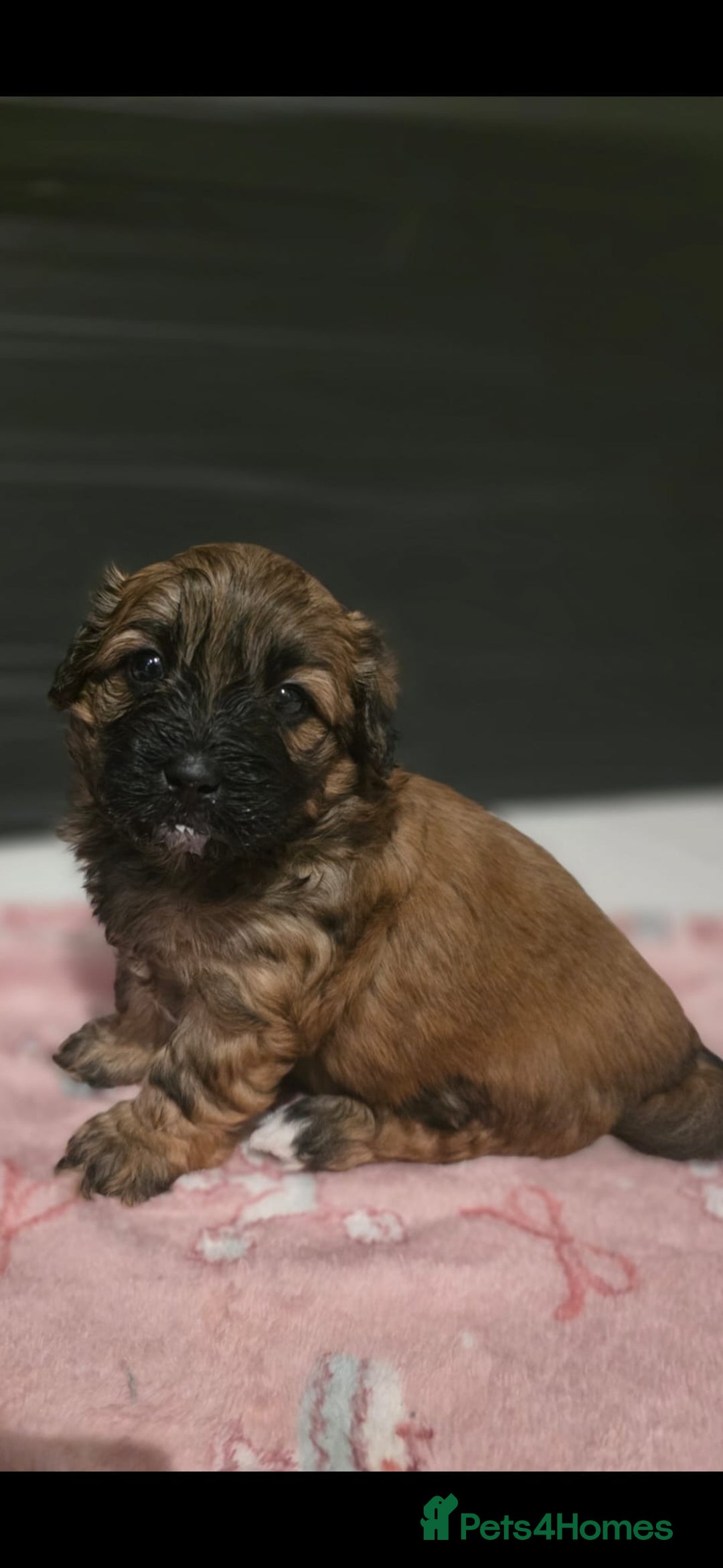 Mixed Breed dogs for sale: Beautiful litter of pomshis  - Advert 15