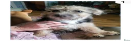 Mixed Breed dogs for sale: 8 month old pup - Advert 2