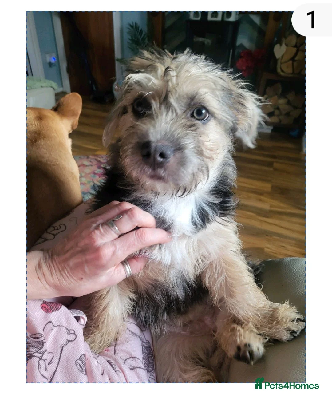 Mixed Breed dogs for sale: 8 month old pup - Advert 2
