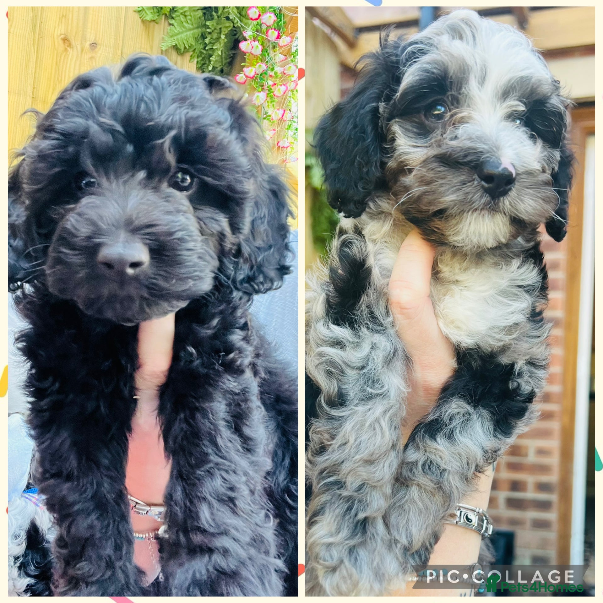 Cavapoo dogs Just two left READY NOW F1B TOY CAVAPOO PUPPIES - Advert 16
