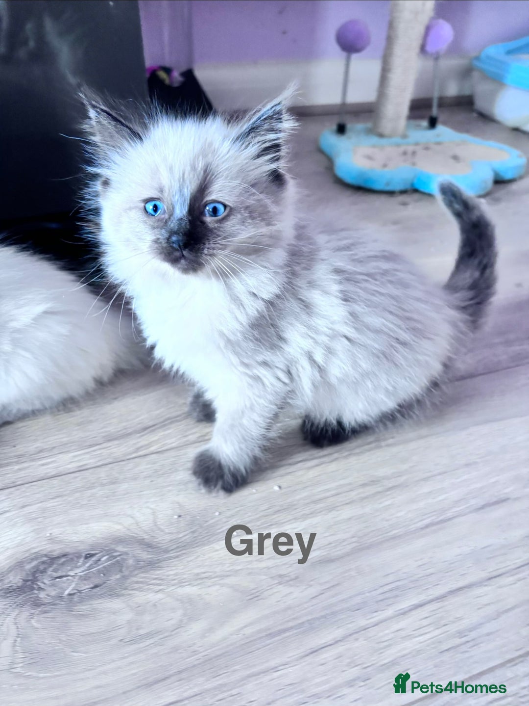 Ragdoll cats for sale: 4 adorable Ragdoll kittens  - Advert 5