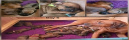 Rhodesian Ridgeback dogs for sale: Seriously Gorgeous Rhodesian Ridgeback Puppies - Advert 5