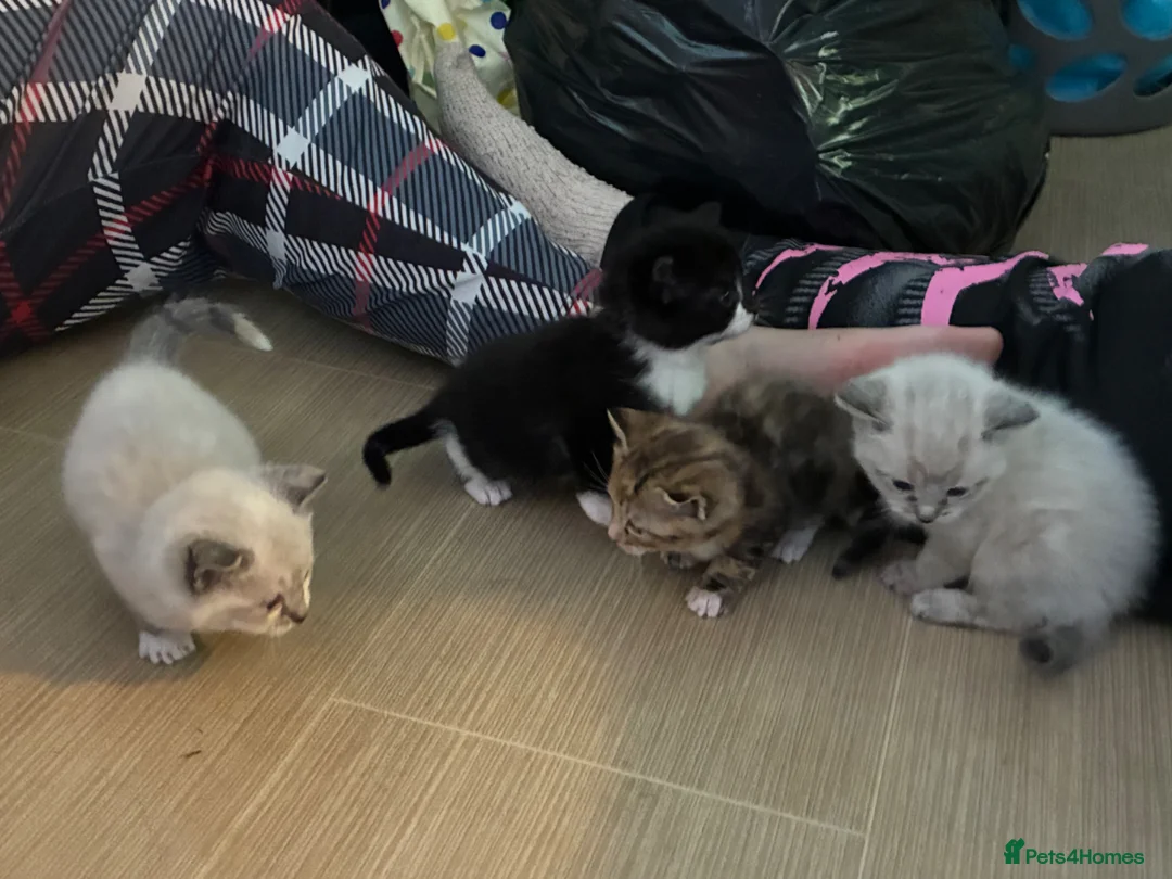 Mixed Breed cats for sale: 4 kittens  in Bodmin - Advert 11