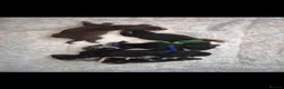 Miniature Dachshund dogs for sale: PRA CLEAR MINIATURE DACHSHUND PUPPIES - Advert 12