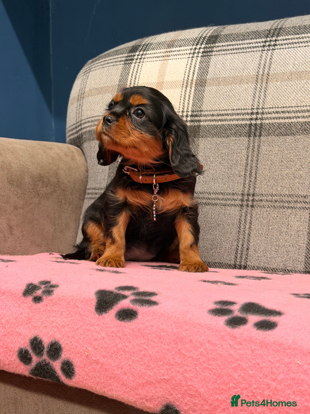 Cavalier King Charles Spaniel dogs for sale: 🐶 Beautiful Cavalier King Charles  Puppies 🐶 - Advert 8