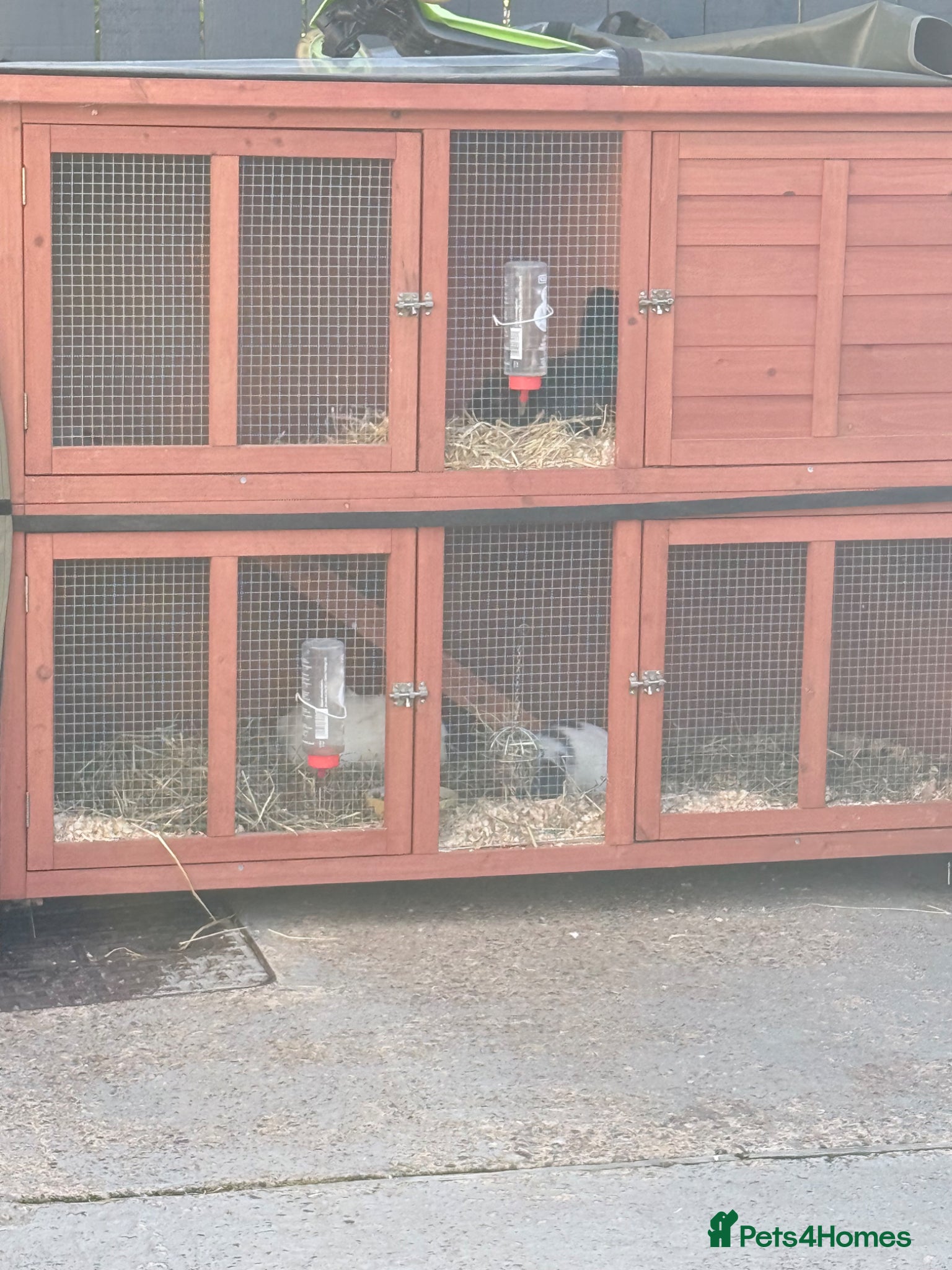 Guinea Pig rodents Guinea pigs  - Advert 7