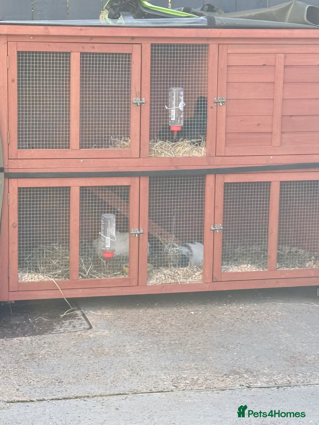 Guinea Pig rodents for sale: Guinea pigs  in Nottingham - Advert 1