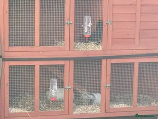 Guinea Pig rodents Guinea pigs - Advert 7