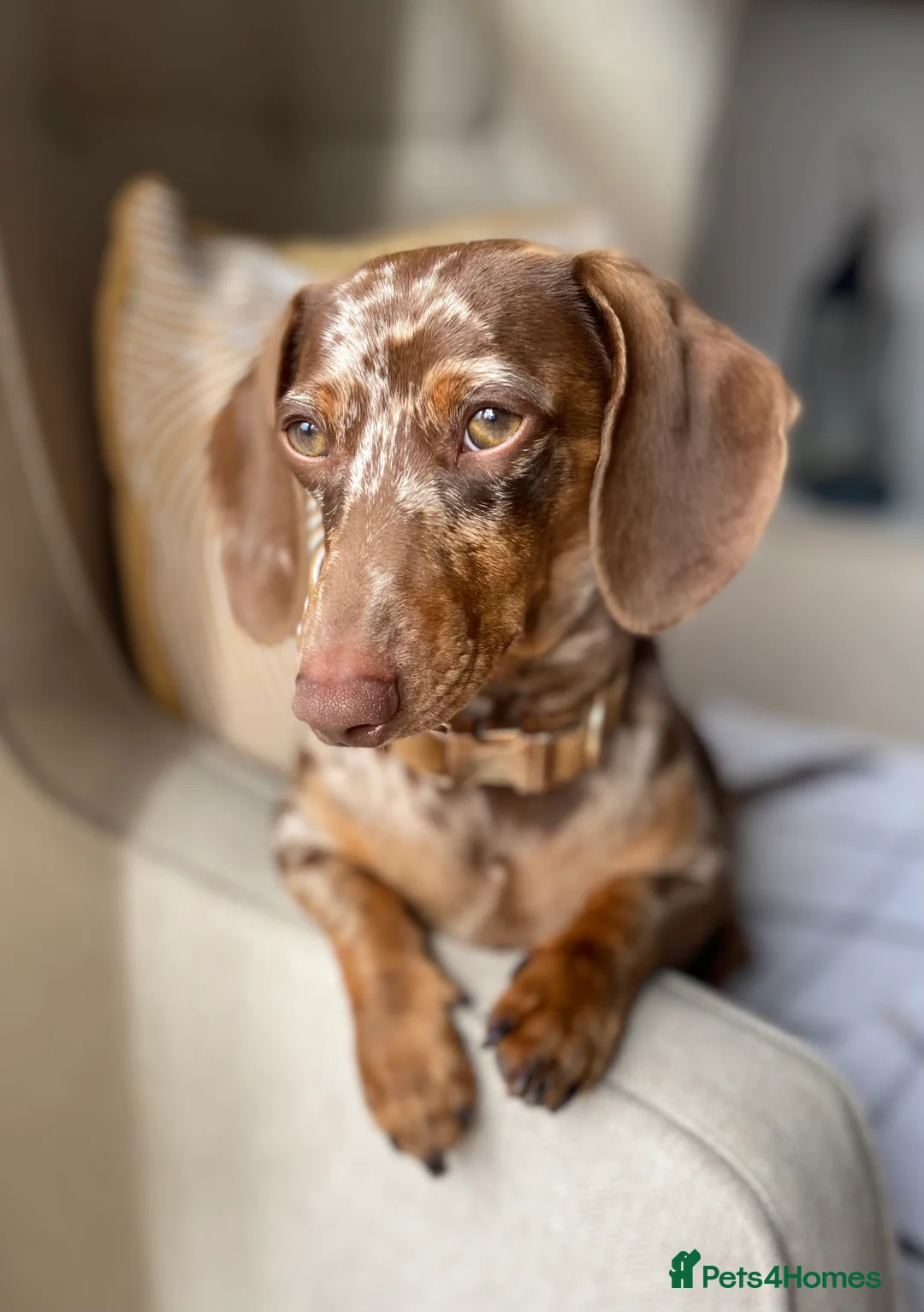 Miniature Dachshund dogs for stud: KC Reg MONDAY MAGIC Miniature Dachshund for Stud - Advert 1