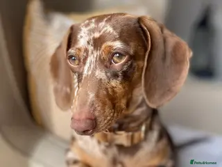 Miniature Dachshund dogs KC Reg MONDAY MAGIC Miniature Dachshund for Stud - Advert 6