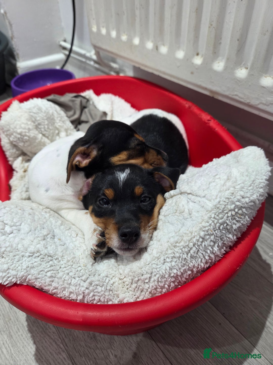 Jack Russell dogs for sale: Tricolour short legs Jack Russell  - Image 39