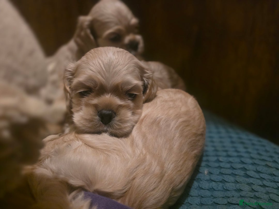 American Cocker Spaniel dogs for sale: Stunning Anerican Cocker spaniels girl - Advert 13