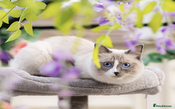 Ragdoll cats for sale: 6 ragdoll kittens  - Image 9
