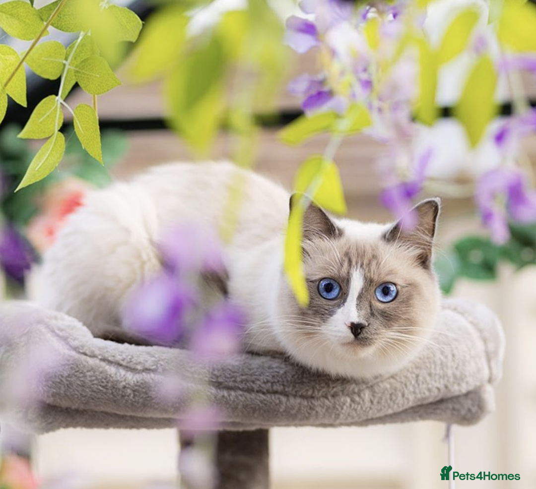 Ragdoll cats for sale: 6 ragdoll kittens  - Image 9