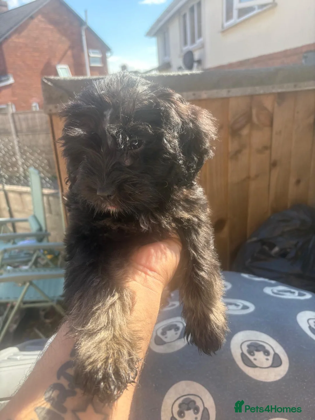 Cockapoo dogs for sale: Beautiful Cockapoo puppies  - Advert 1