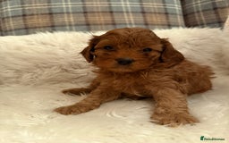 Cavapoo dogs for sale: Beautiful Boy Cavapoo puppies  - Image 4