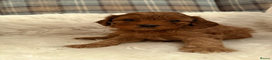 Cavapoo Puppy 2