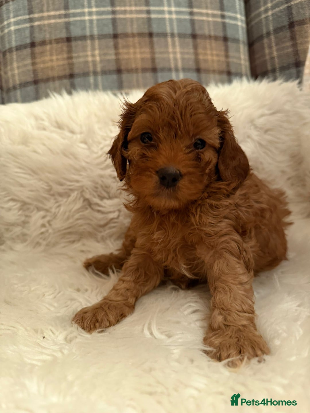 Cavapoo dogs for sale: Beautiful Boy Cavapoo puppies  - Image 4