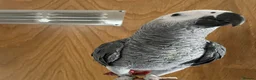 Parrots birds for sale: Hand tame  baby African grey set up  - Advert 3