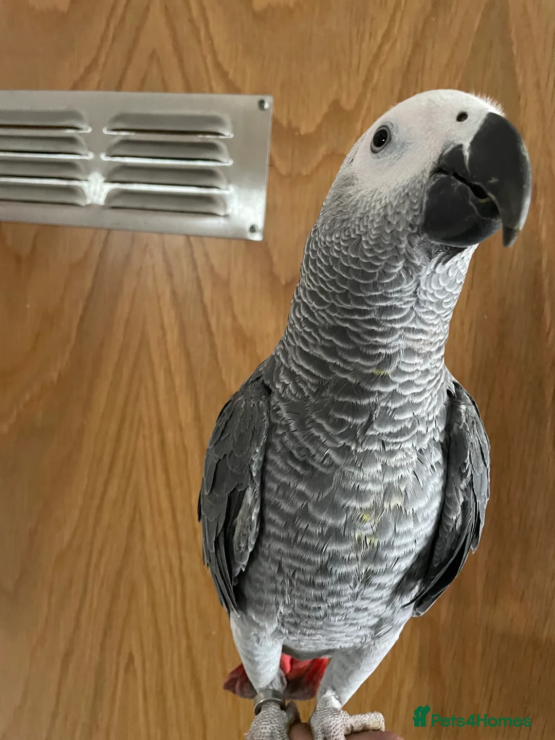 Parrots birds for sale: Hand tame  baby African grey set up  - Advert 3