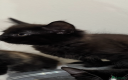 British Longhair cats for sale: 2 beautiful kittens looking for a home - Image 7