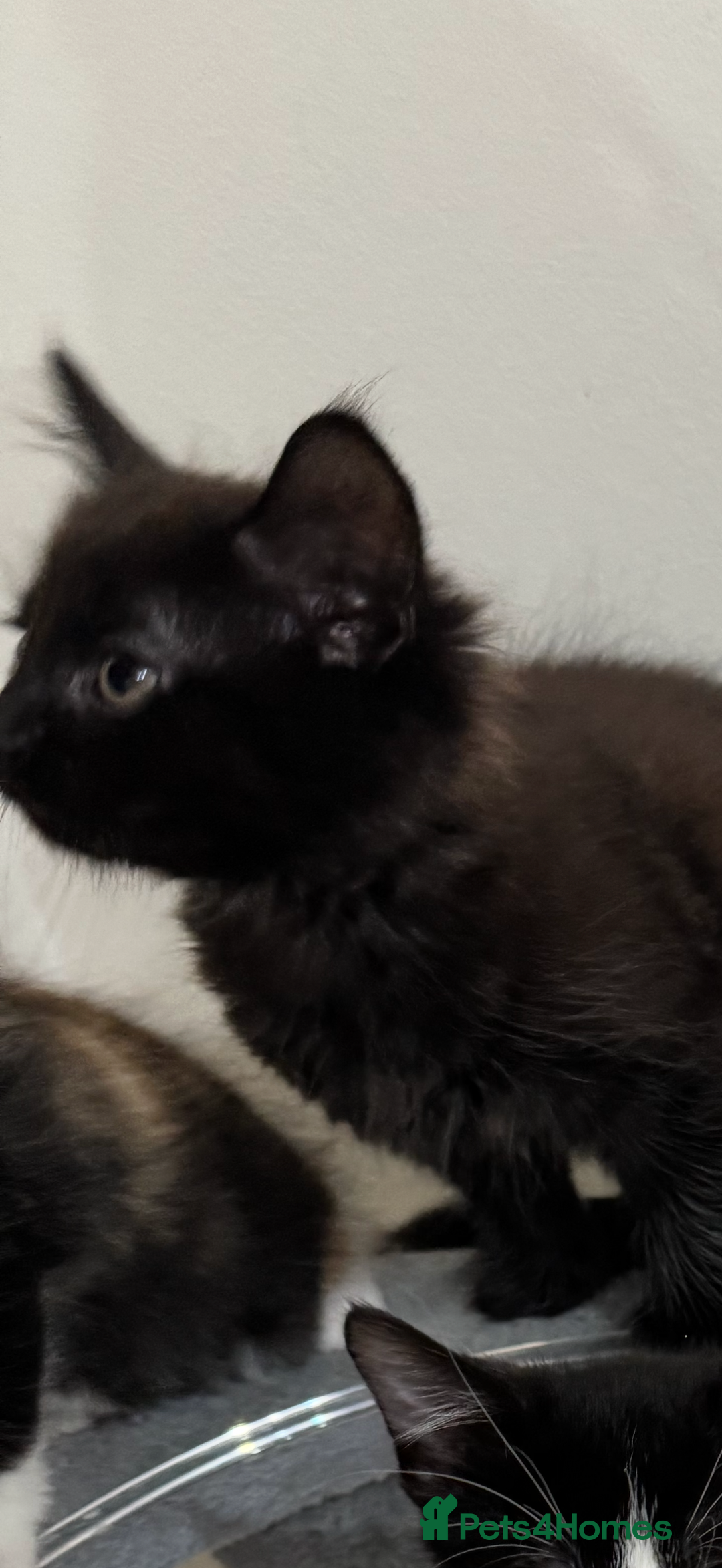 British Longhair cats for sale: 2 beautiful kittens looking for a home - Image 7