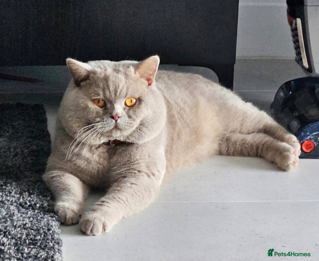 British Shorthair cats for stud: 🩵Stunning lilac British shorthair for stud 🩵 - Image 5