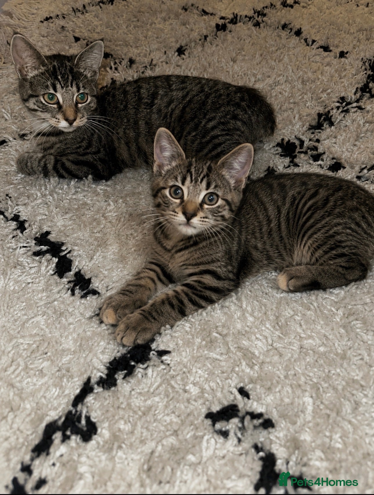 Mixed Breed cats Friendly Tabby Shorthair Cat for Sale 🐱 - Advert 1