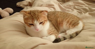 Scottish Fold cats - Advert 4