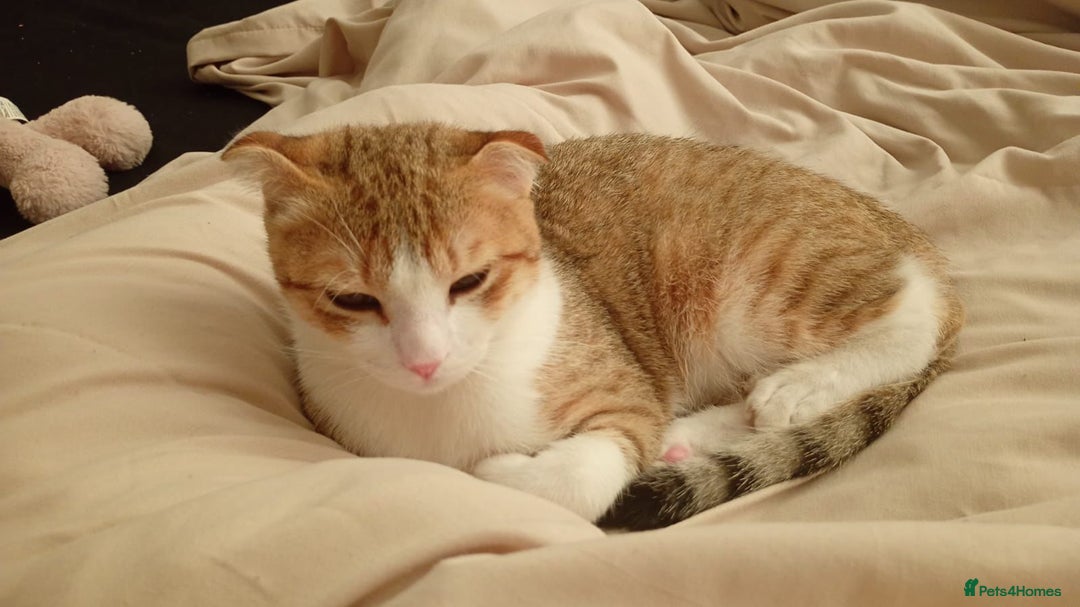 Scottish Fold cats for adoption: [Indoors Only] Oliver - A lovely & cuddly boy - Image 2