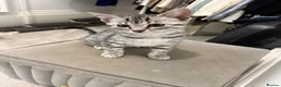 Egyptian Mau cats for sale: Egyptian Mau cutest kittens. Ready NOW - Advert 5