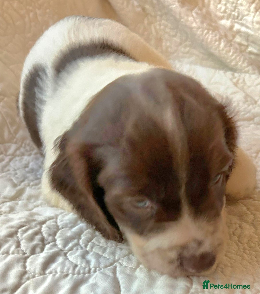 Cocker Spaniel dogs for sale: HEALTH CHECKED KC REG WORKING COCKER SPANIELS  - Advert 10