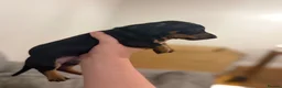 Dachshund dogs for sale: 🐾 Dachshund Puppies 🐾 - Advert 5