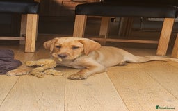 Labrador Retriever dogs for sale: KC Reg Fox Red Labrador Male. Fully vaccinated. in Mold - Image 14