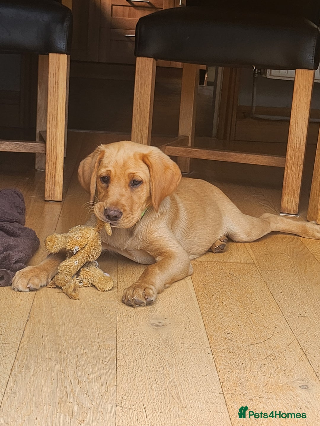 Labrador Retriever dogs for sale: KC Reg Fox Red Labrador Male. Fully vaccinated. in Mold - Image 14