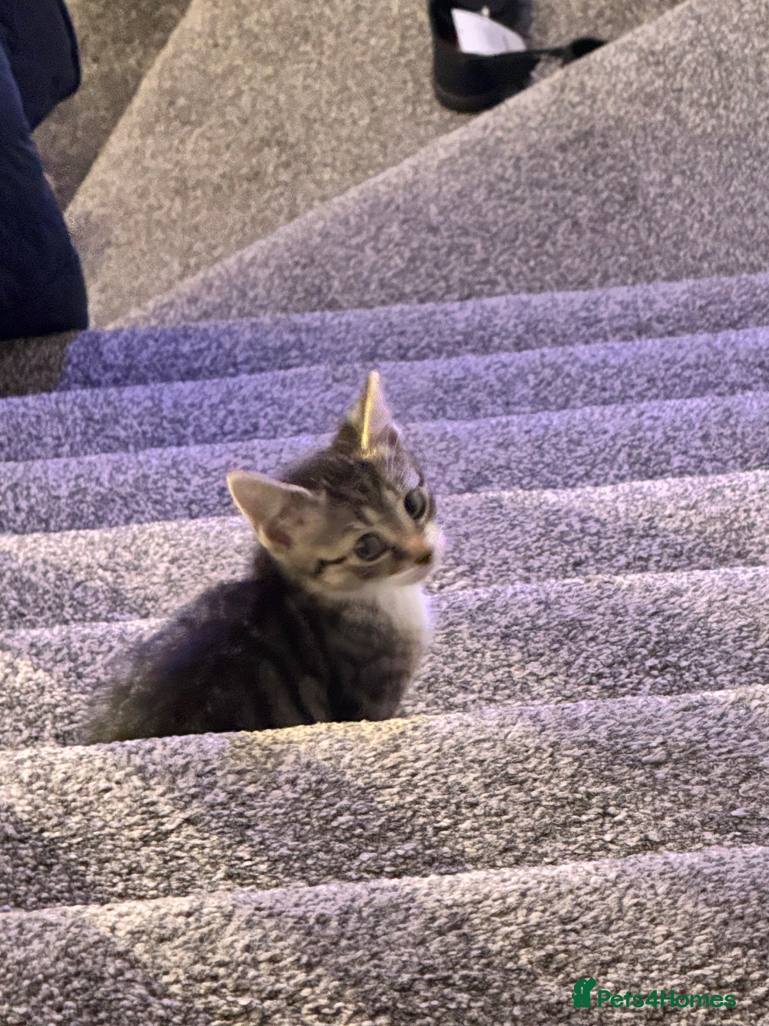Mixed Breed cats Kitten  - Advert 1