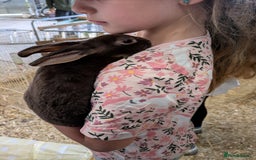 Rex rabbits for sale: Pure breed chocolate Otter Rex rabbits - Image 2