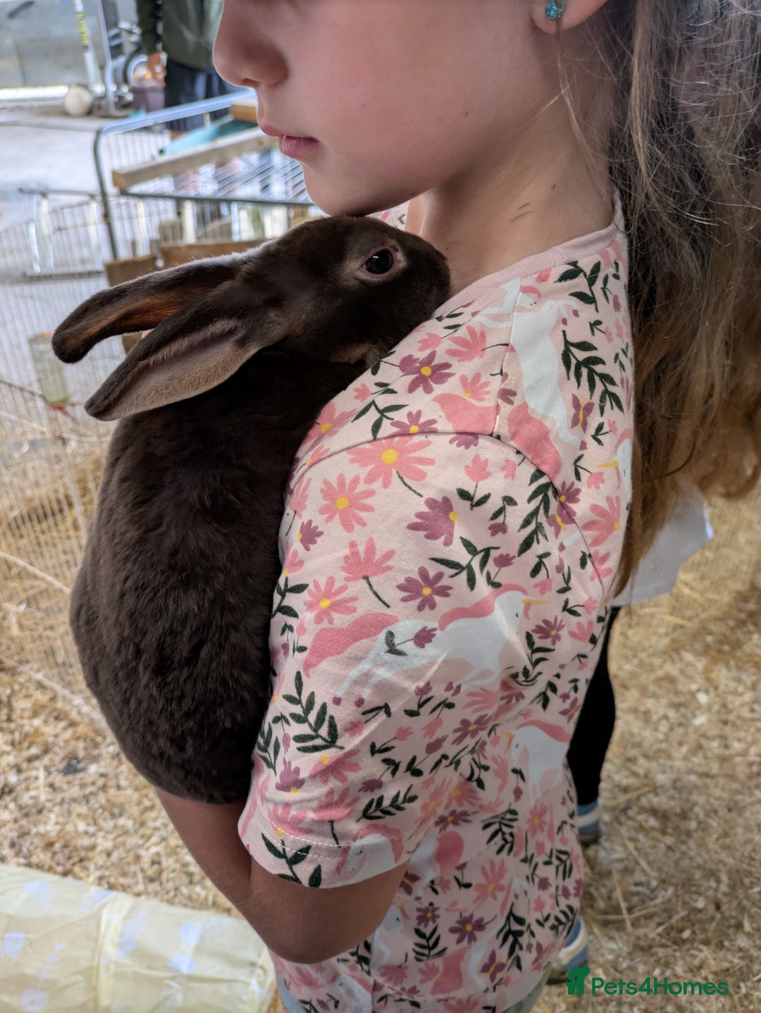 Rex rabbits for sale: Pure breed chocolate Otter Rex rabbits - Image 2