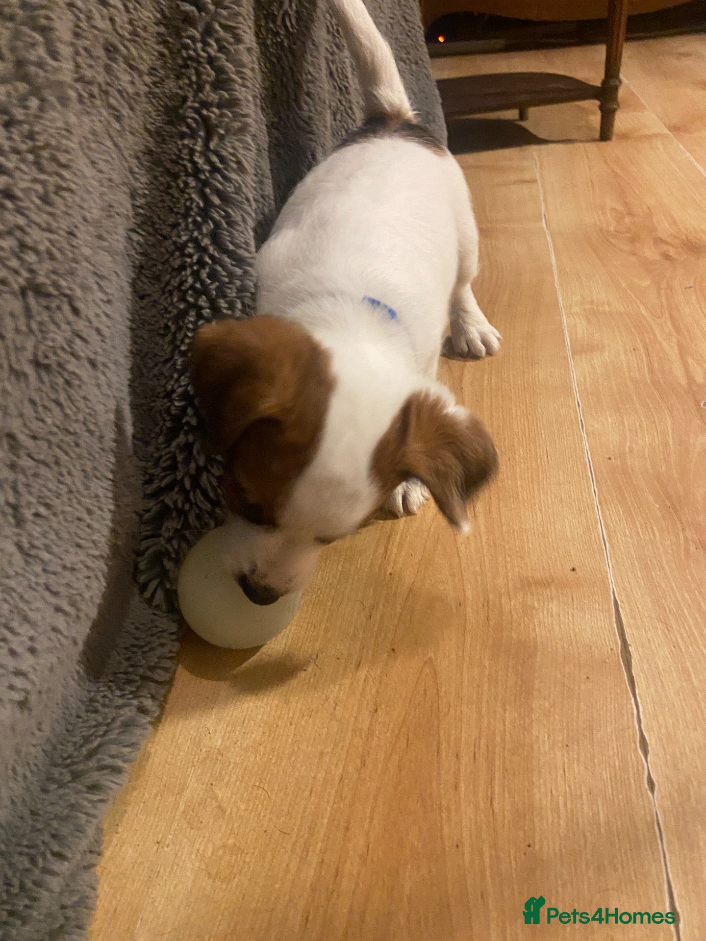 Jack Russell dogs 1 beautiful boy Jack Russell left  - Advert 2