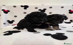Maltipoo dogs for sale: Maltipoo Puppies 2 Beautiful Girls Available! - Image 8