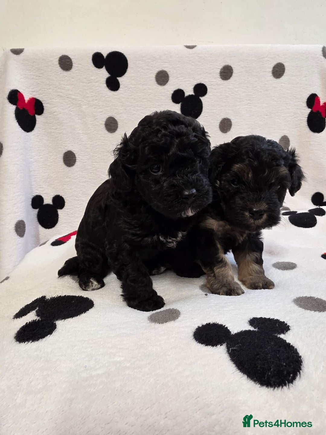 Maltipoo dogs for sale: Maltipoo Puppies 2 Beautiful Girls Available! - Image 8
