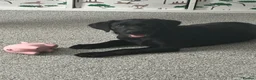 Labrador Retriever dogs for sale: 11 weeks old Black Labrador Retriever - Advert 1