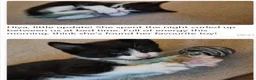 Mixed Breed cats for sale: Beautiful Tame Friendly Kittens for sale - Advert 16