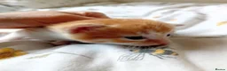 Mixed Breed cats for adoption: Rare female kittens - Advert 8