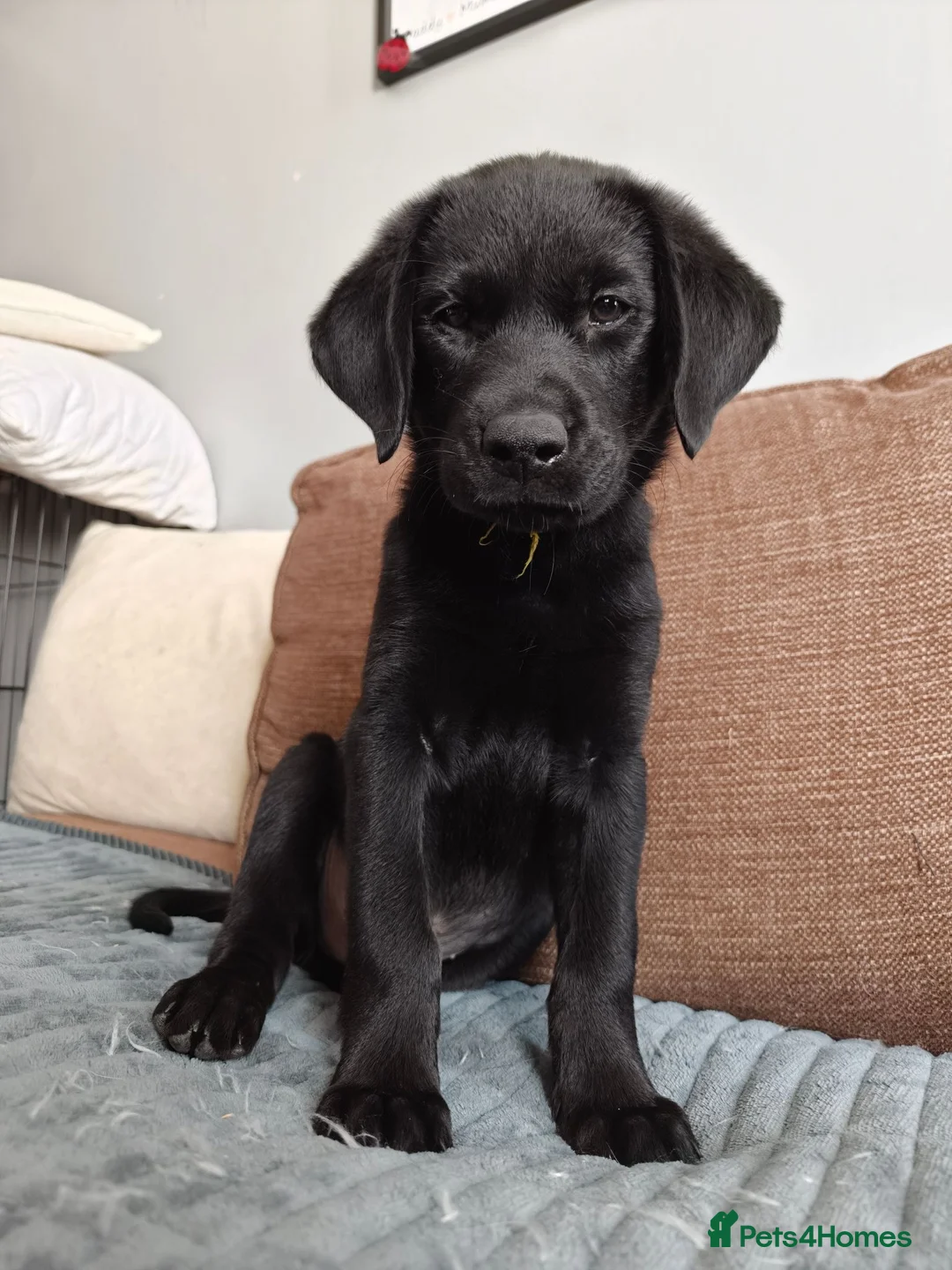 Mixed Breed dogs for sale: Red fox Labrador x Akita X GSD  in Cirencester - Advert 16