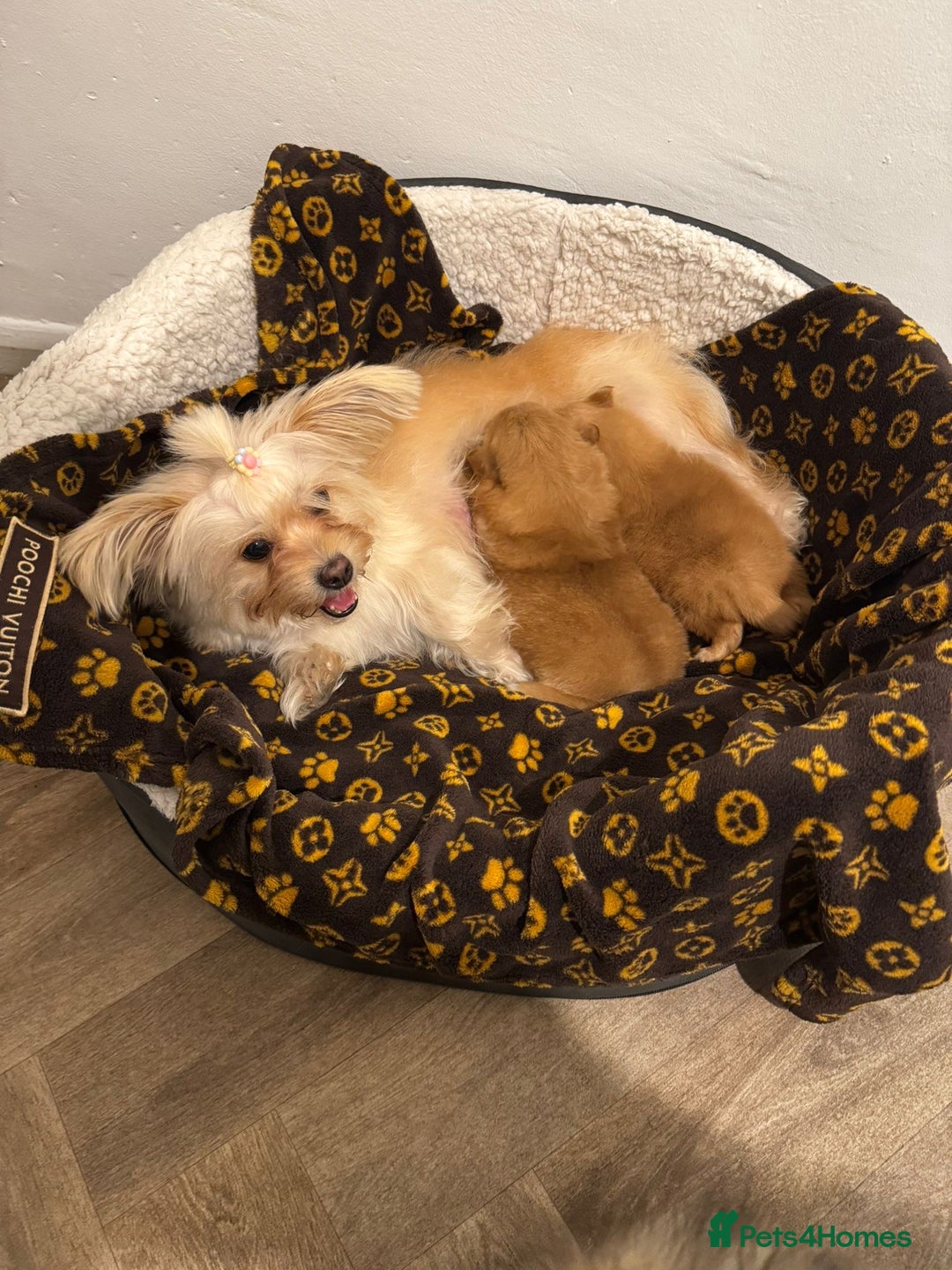 Mixed Breed dogs for sale: Pomeranian mixt with bichon - Advert 18