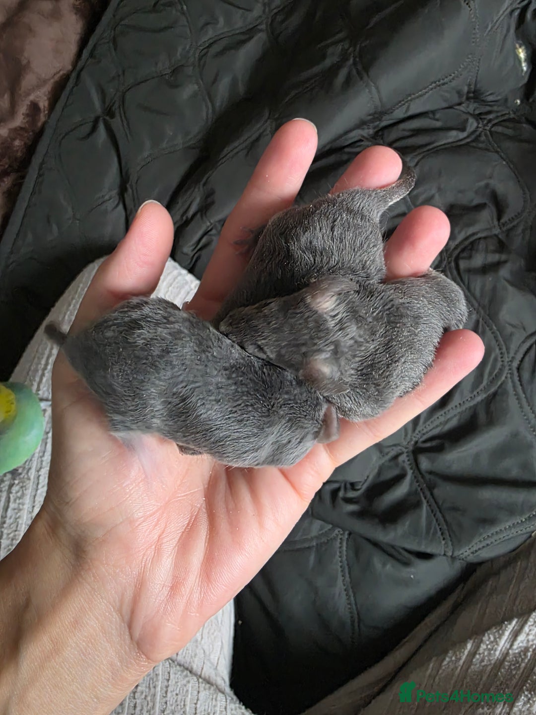 Mouse rodents for sale: 2 boys available  - Advert 9